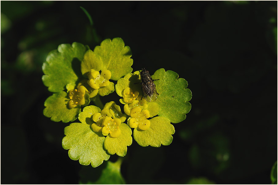 Milzkraut (Chrysosplenium oppositifolium)