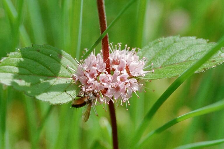 Minze (Mentha)