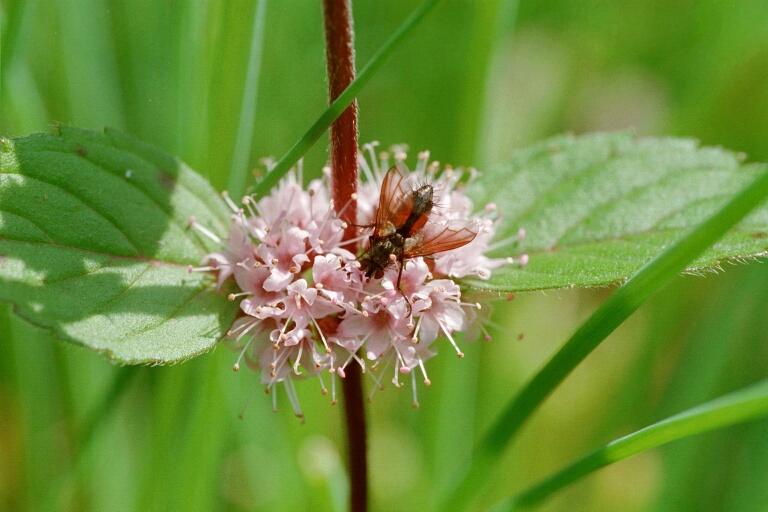 Minze (Mentha)