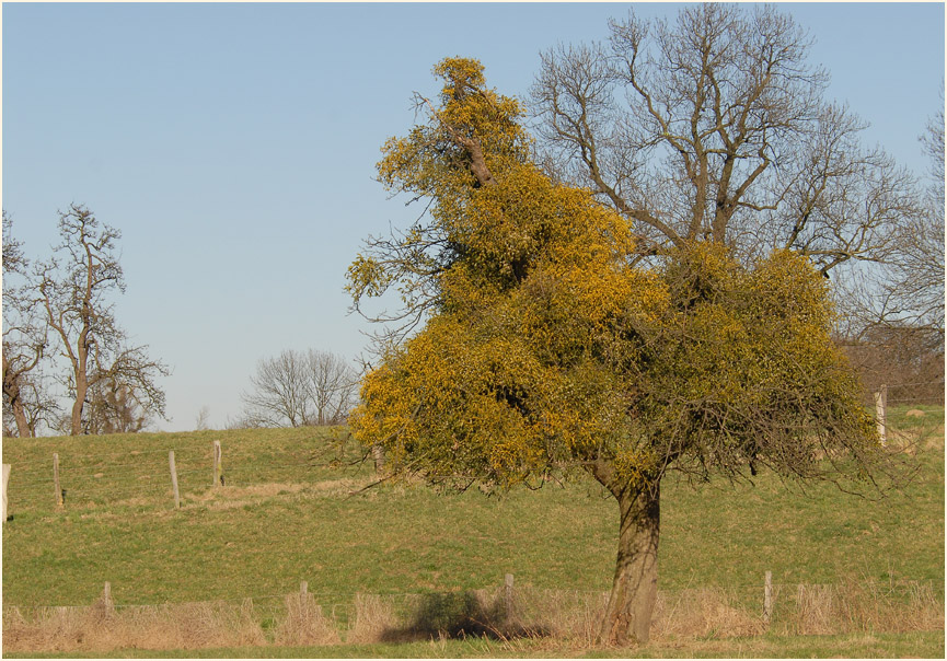 Mistel (Viscum album)