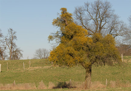 vergrößern