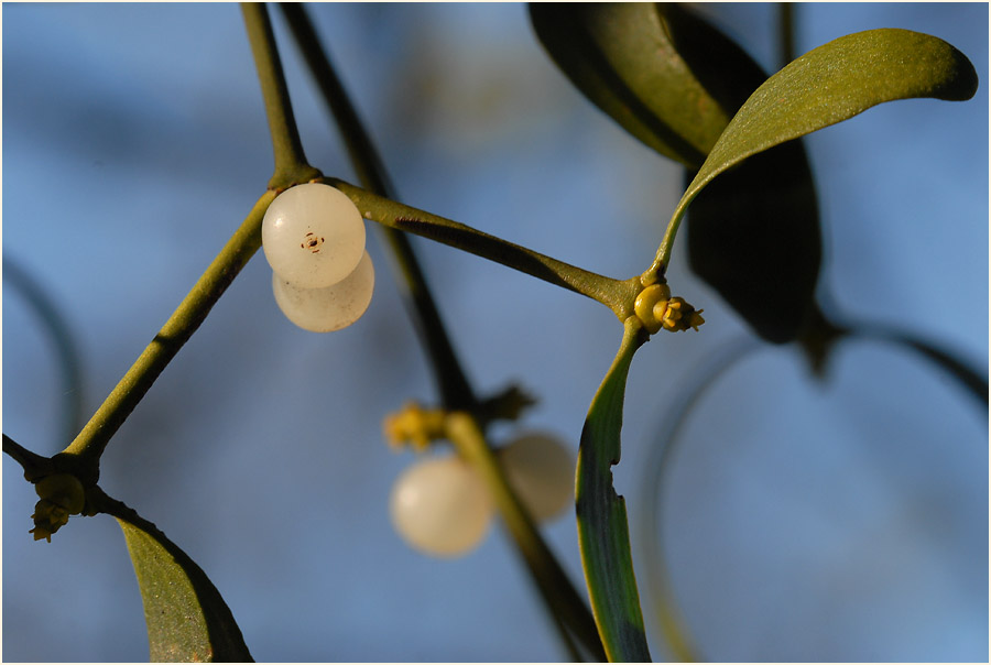 Mistel (Viscum album)