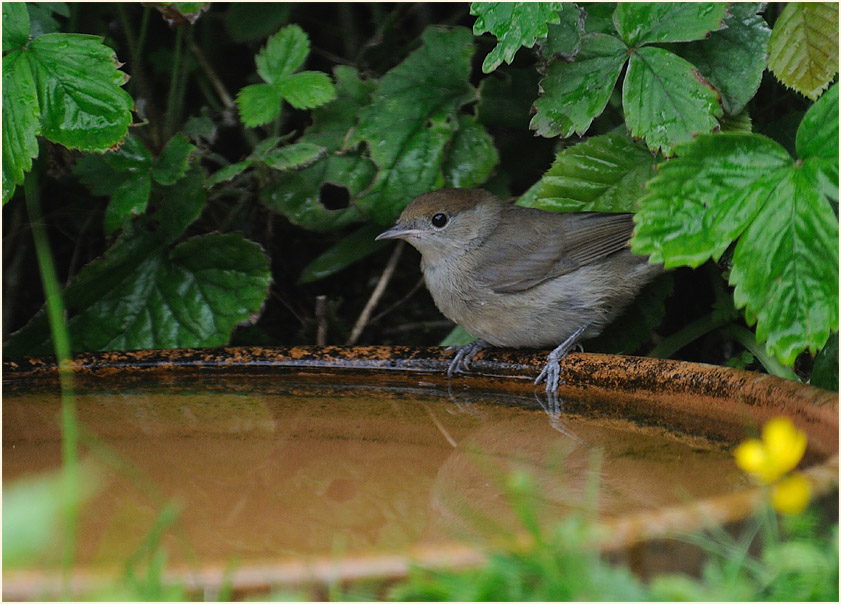 M&ouml;nchsgrasm&uuml;cke