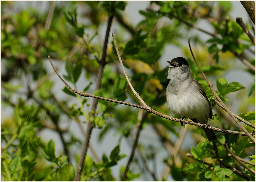 M&ouml;nchsgrasm&uuml;cke