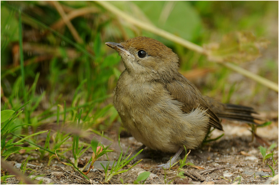 M&ouml;nchsgrasm&uuml;cke