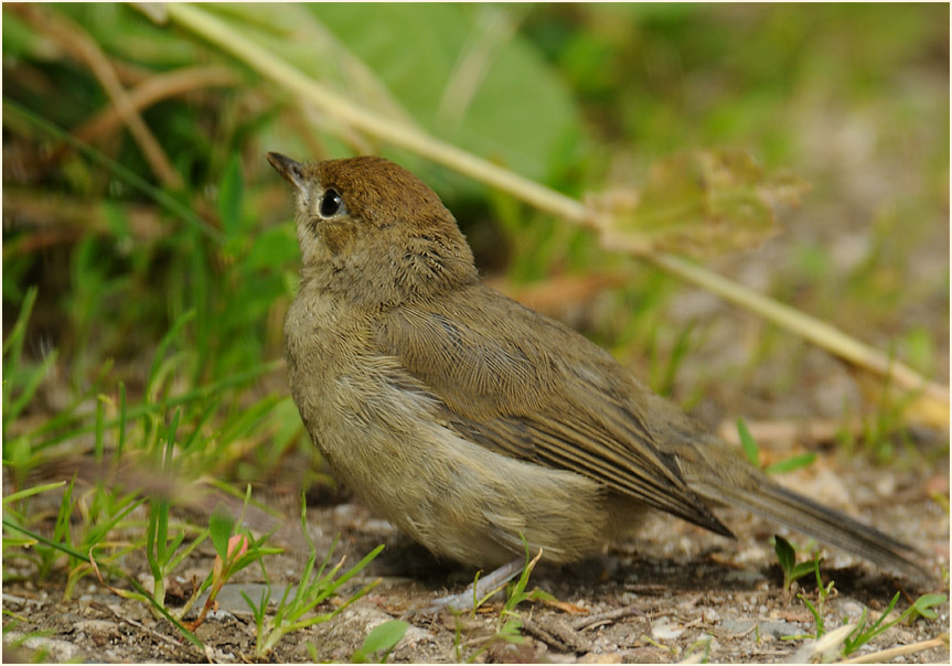 M&ouml;nchsgrasm&uuml;cke