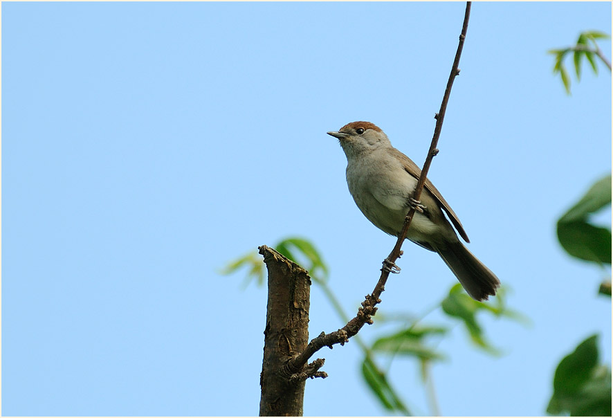 M&ouml;nchsgrasm&uuml;cke