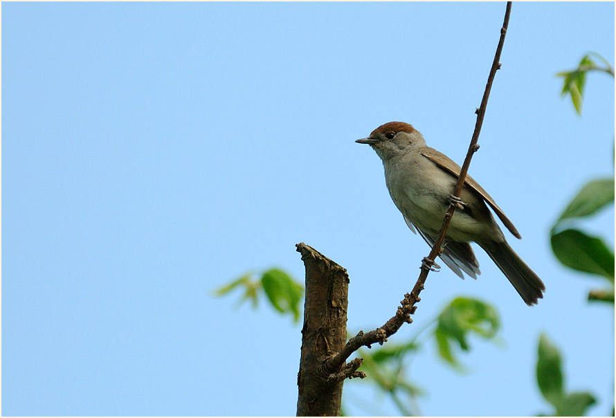 M&ouml;nchsgrasm&uuml;cke