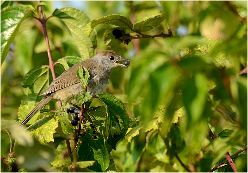 M&ouml;nchsgrasm&uuml;cke