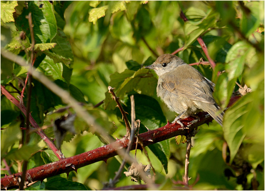 M&ouml;nchsgrasm&uuml;cke