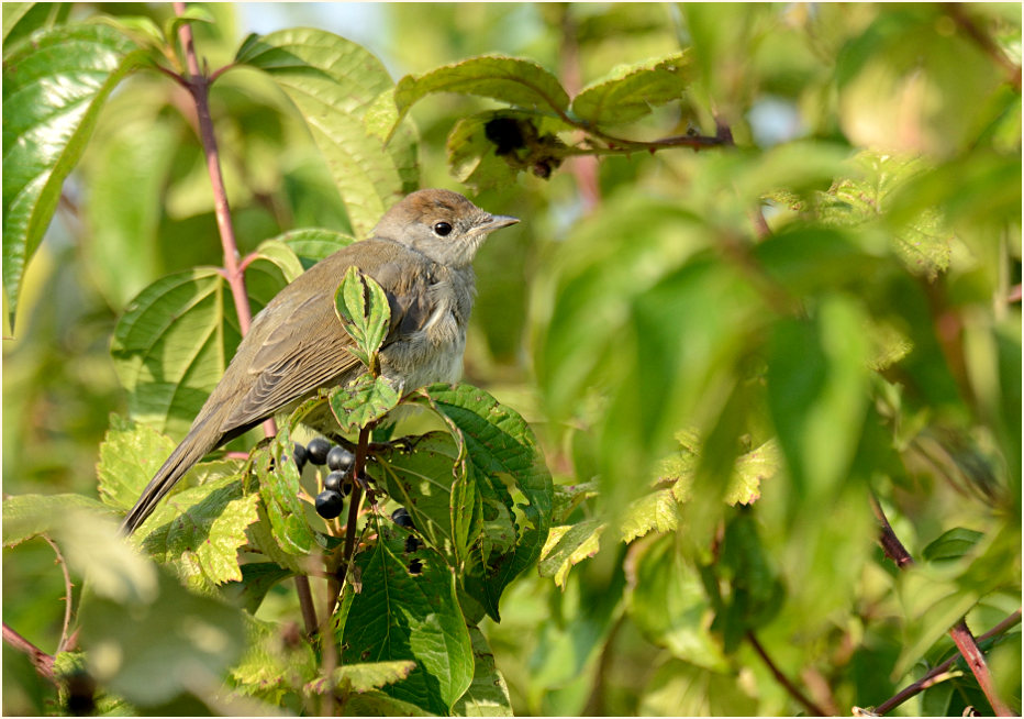 M&ouml;nchsgrasm&uuml;cke