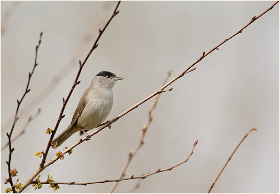 M&ouml;nchsgrasm&uuml;cke