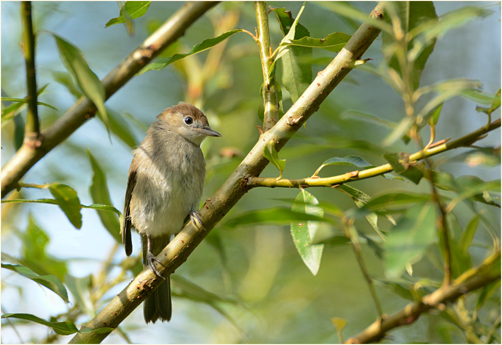 M&ouml;nchsgrasm&uuml;cke