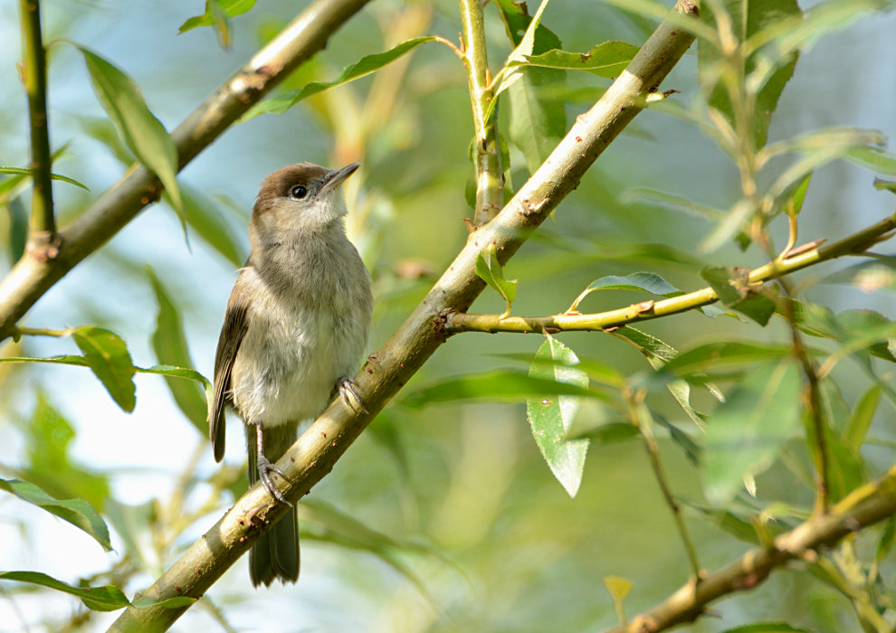 M&ouml;nchsgrasm&uuml;cke