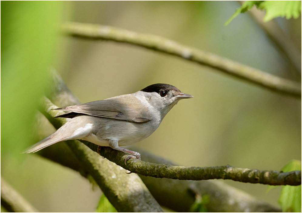 M&ouml;nchsgrasm&uuml;cke