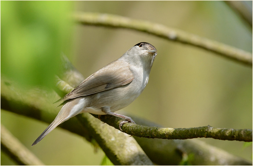 M&ouml;nchsgrasm&uuml;cke