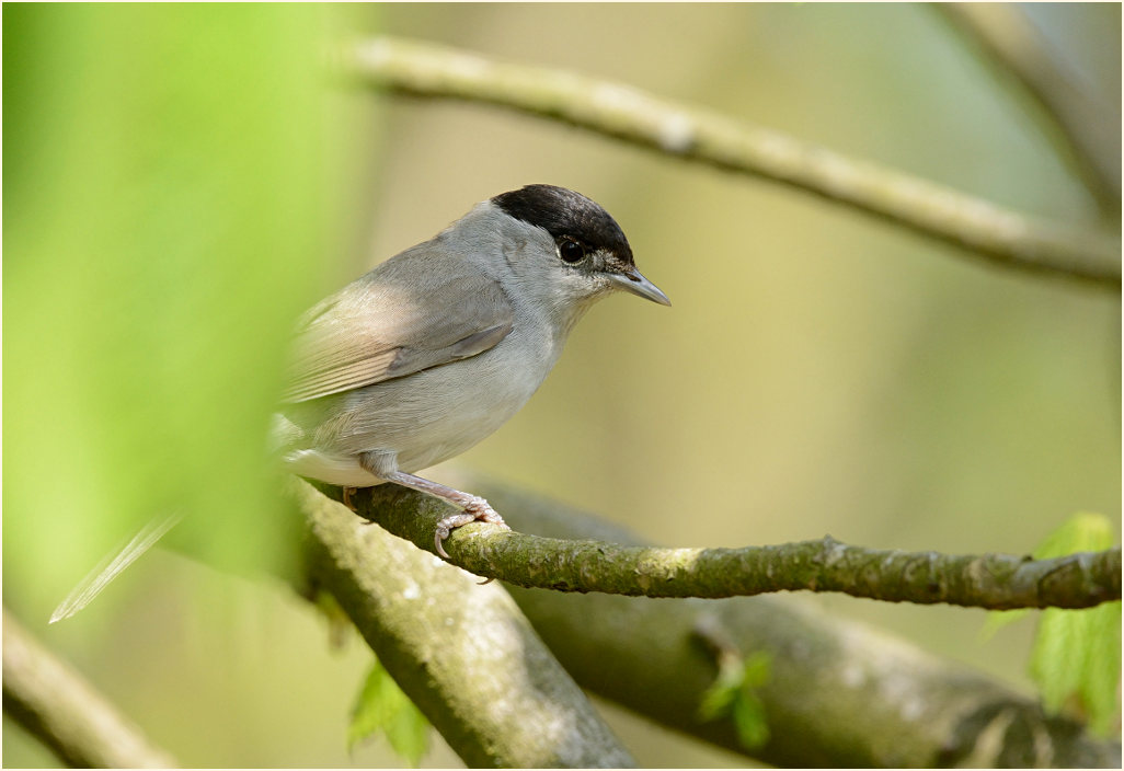 M&ouml;nchsgrasm&uuml;cke