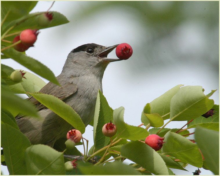 M&ouml;nchsgrasm&uuml;cke