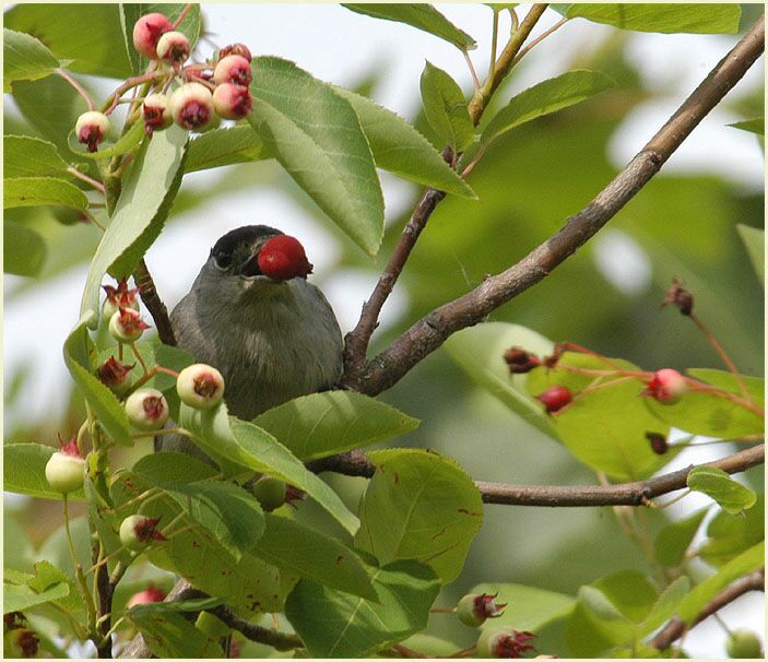 M&ouml;nchsgrasm&uuml;cke