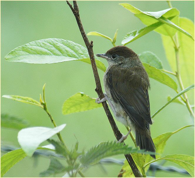 M&ouml;nchsgrasm&uuml;cke