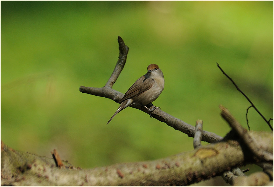 M&ouml;nchsgrasm&uuml;cke