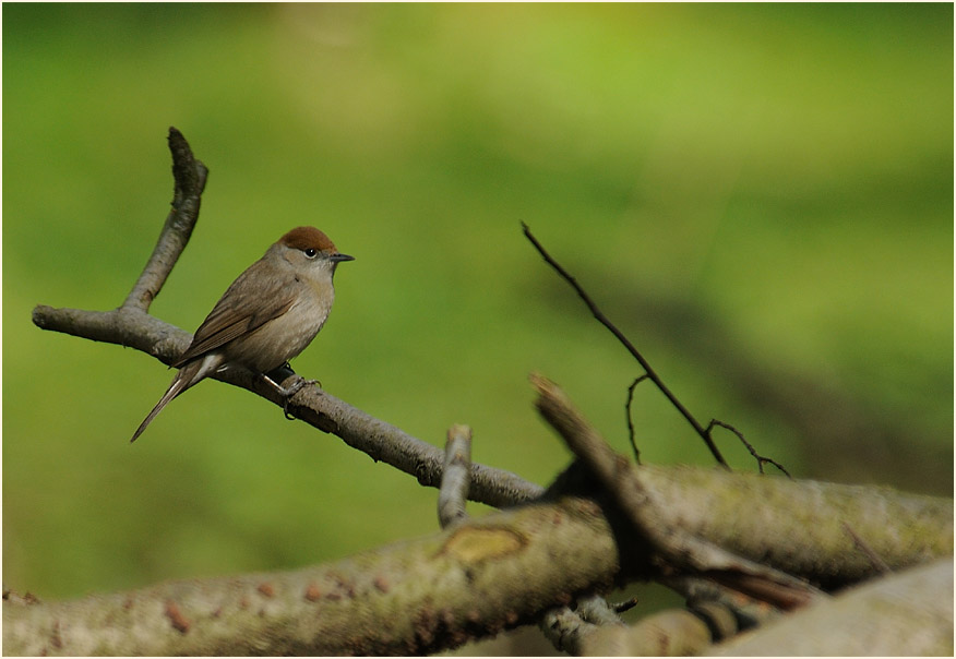 M&ouml;nchsgrasm&uuml;cke