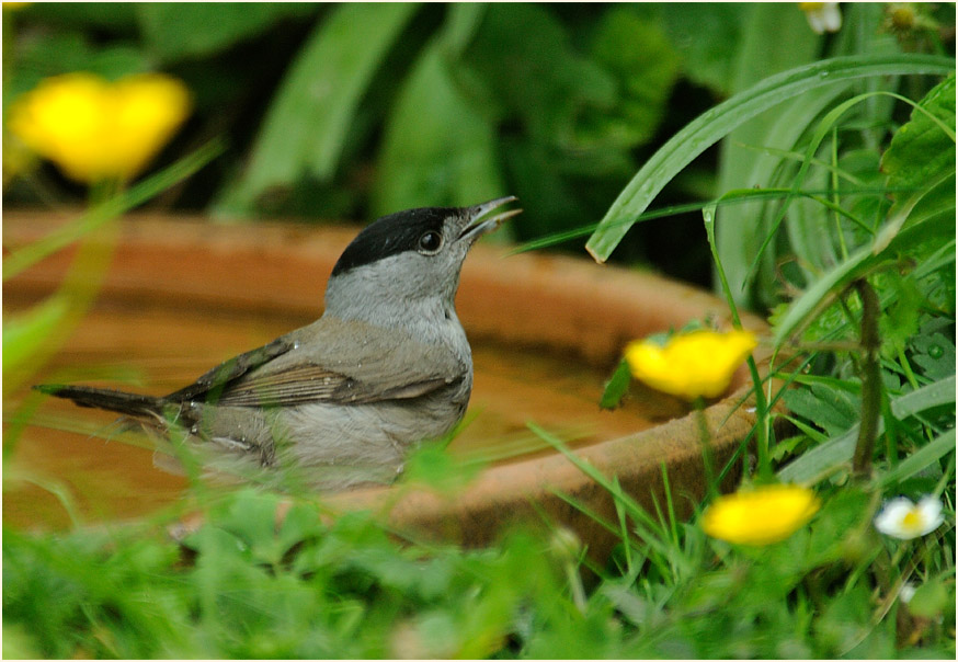 M&ouml;nchsgrasm&uuml;cke
