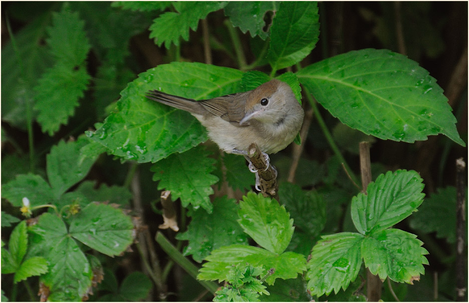 M&ouml;nchsgrasm&uuml;cke