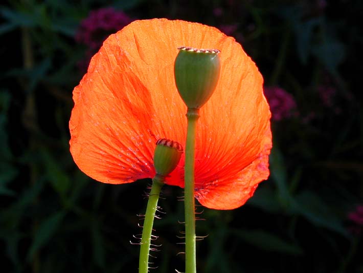 Klatschmohn