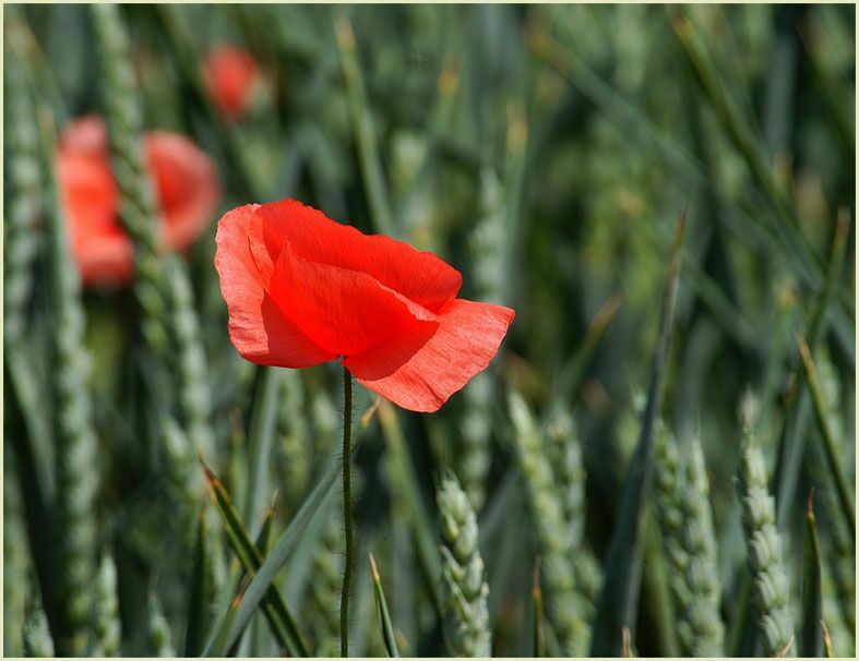 Klatschmohn