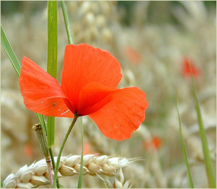 Klatschmohn