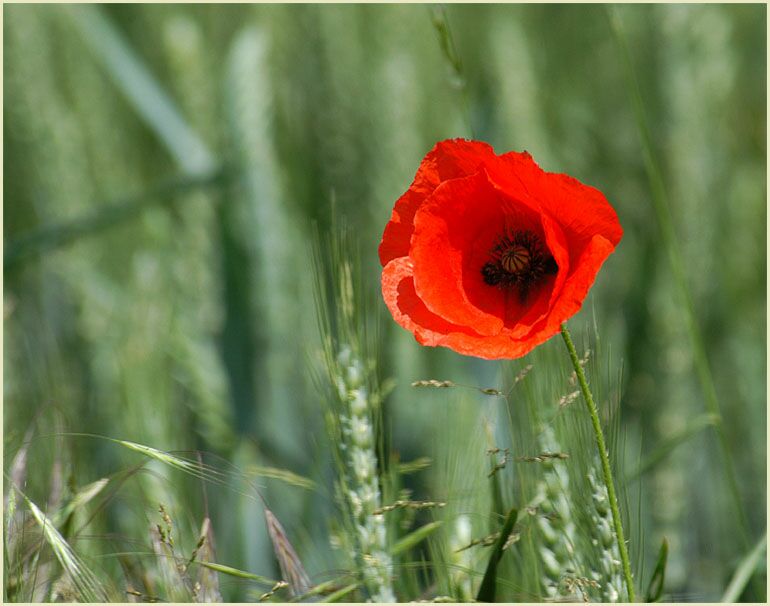 Klatschmohn