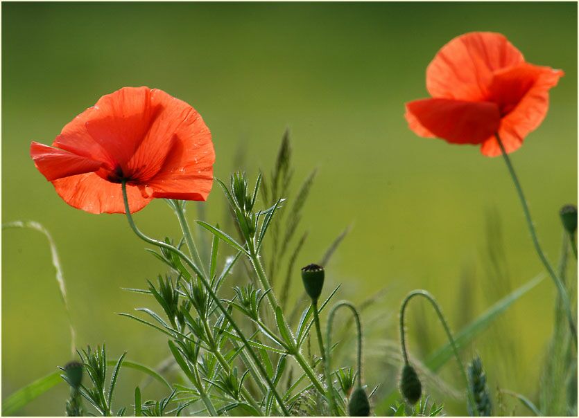 Klatschmohn