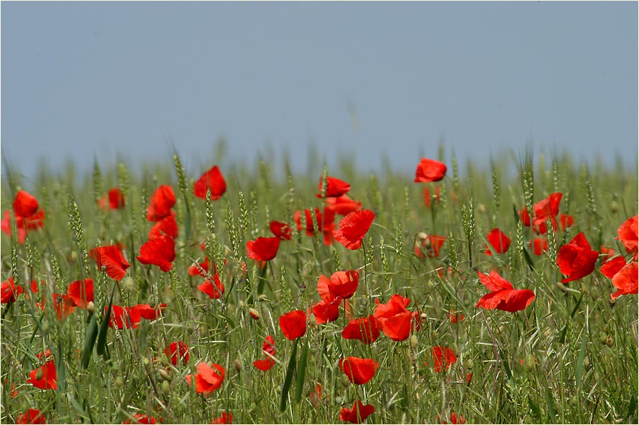 Klatschmohn