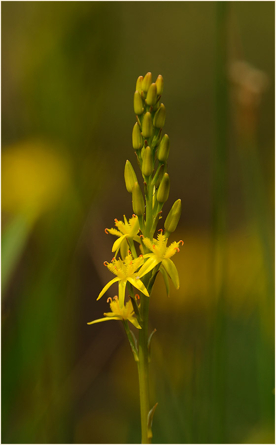 Moorlilie (Narthecium ossifragum)