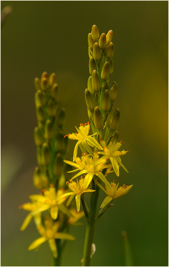 Moorlilie (Narthecium ossifragum)