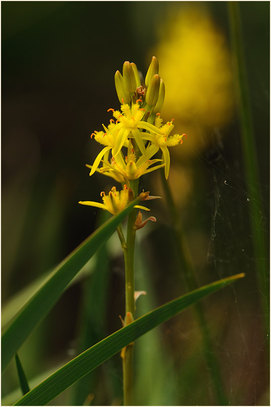 Moorlilie (Narthecium ossifragum)