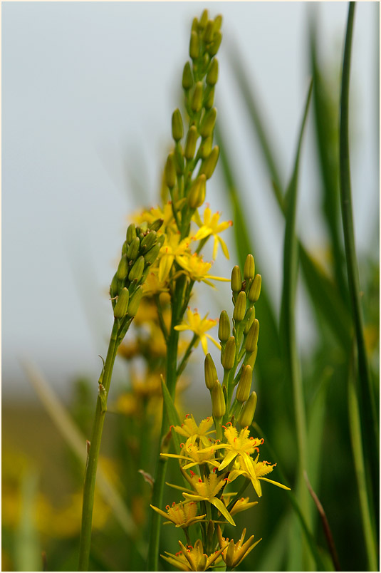 Moorlilie (Narthecium ossifragum)