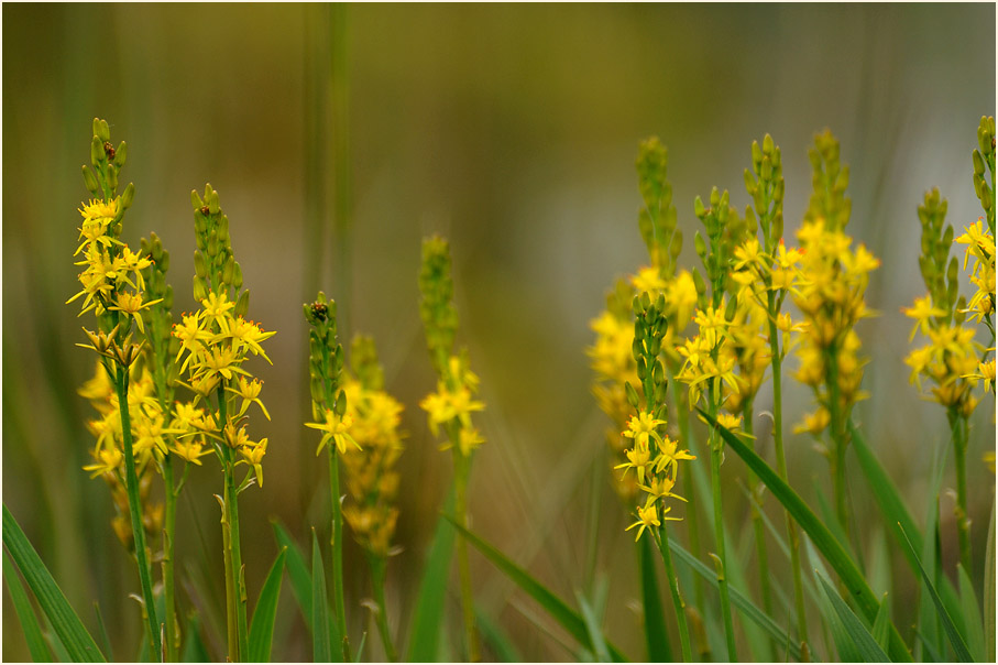 Moorlilie (Narthecium ossifragum)