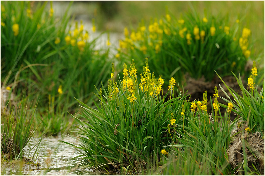 Moorlilie (Narthecium ossifragum)