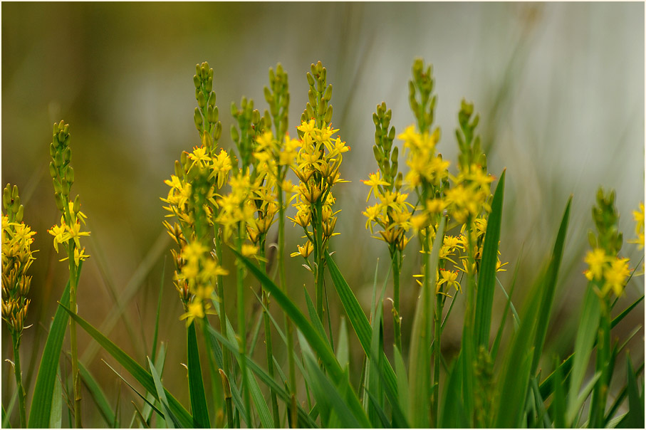 Moorlilie (Narthecium ossifragum)