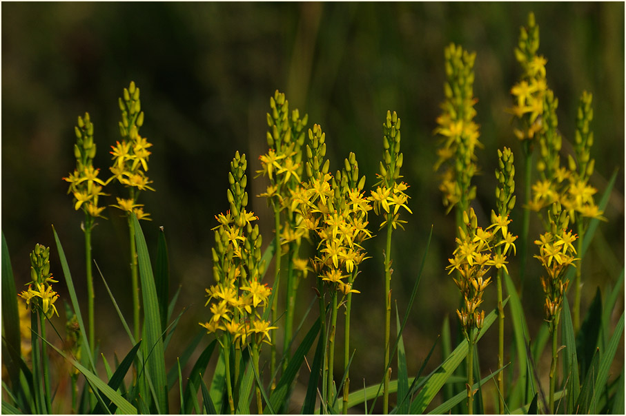 Moorlilie (Narthecium ossifragum)