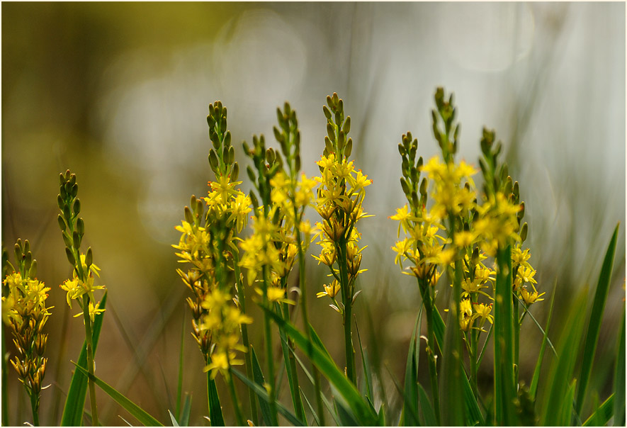 Moorlilie (Narthecium ossifragum)