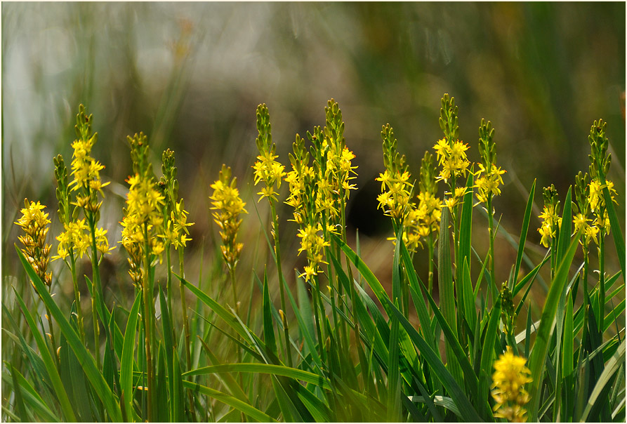 Moorlilie (Narthecium ossifragum)