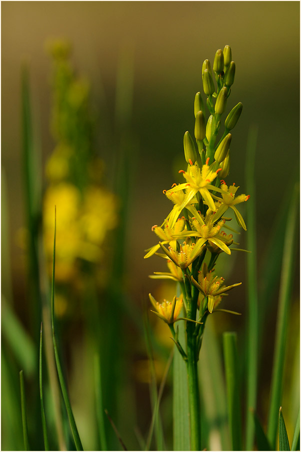 Moorlilie (Narthecium ossifragum)