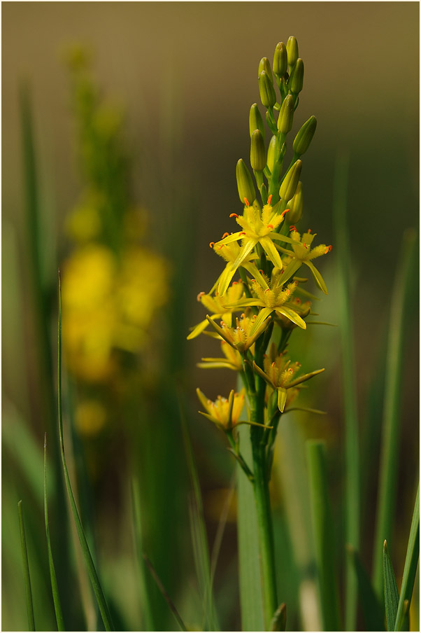 Moorlilie (Narthecium ossifragum)