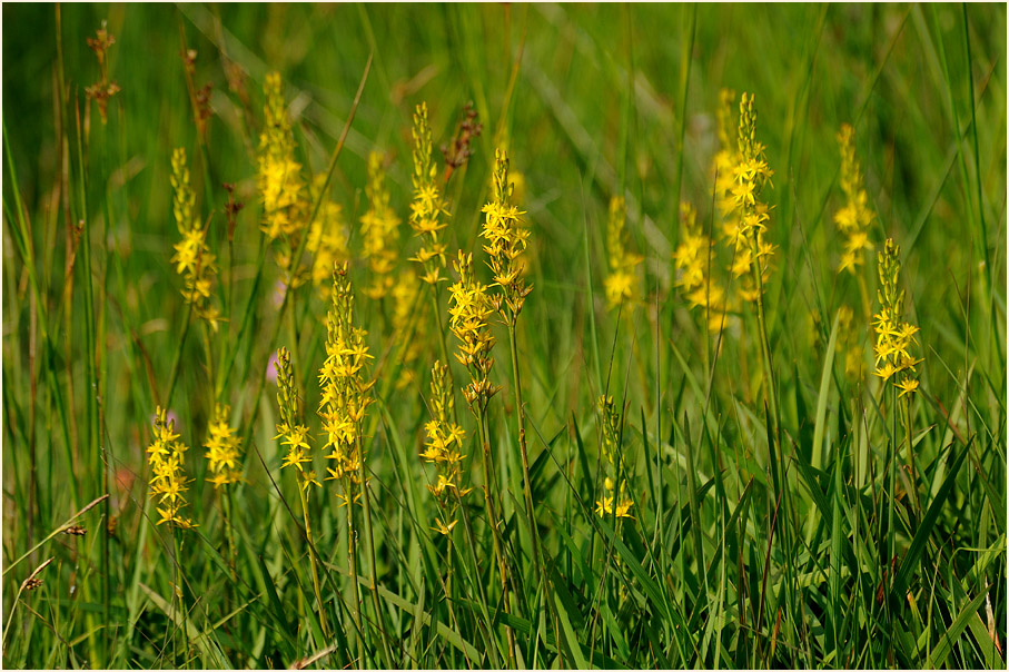 Moorlilie (Narthecium ossifragum)