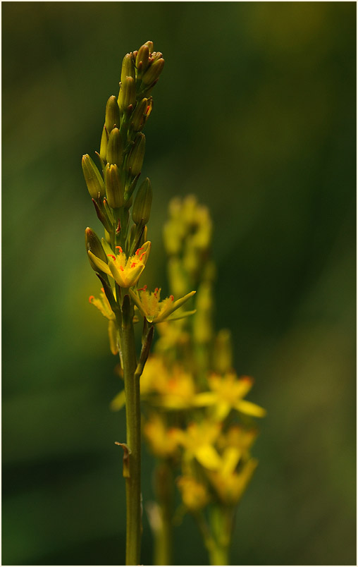 Moorlilie (Narthecium ossifragum)
