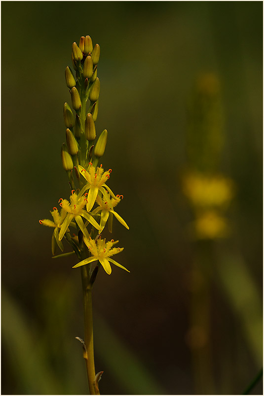 Moorlilie (Narthecium ossifragum)