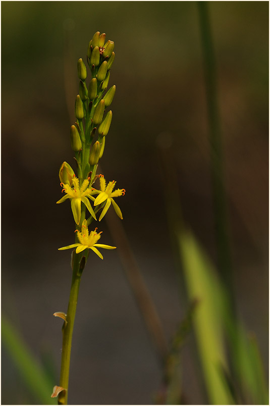 Moorlilie (Narthecium ossifragum)